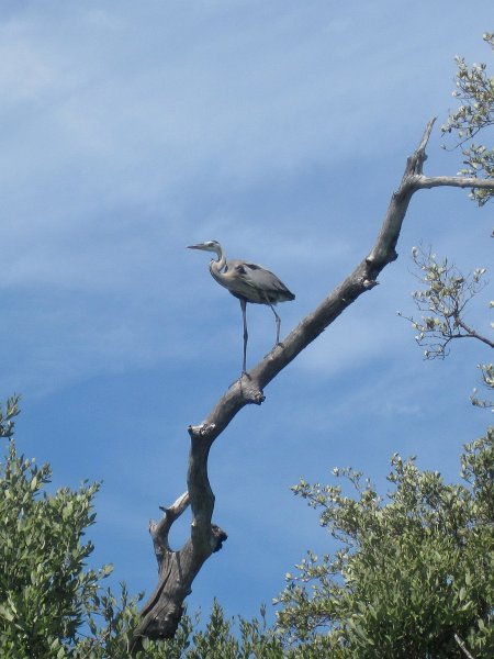 Captiva041813-4808.jpg - Kayaking Around Buck Key