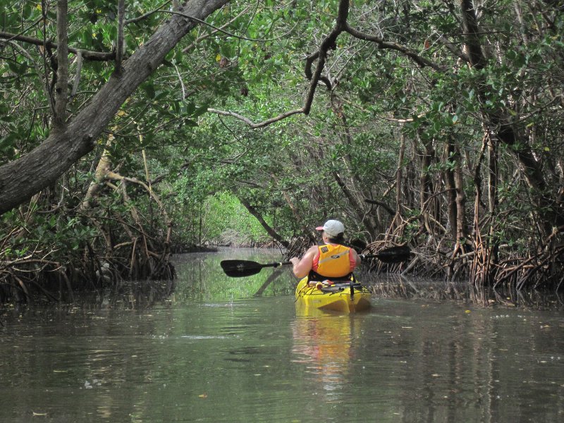 Captiva041813-4874.jpg - Kayaking Around Buck Key -- Day 2.  We went through the mangrove trails, twice.