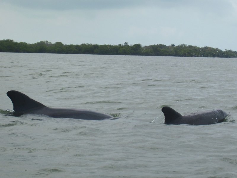 Captiva041813-4988.jpg - Kayaking Around Buck Key -- Day 3.  We had gentle winds from the North; easy going out, rough coming back.  With Liz!