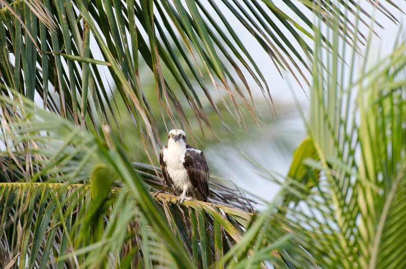 Captiva041813-6184.jpg - View from Lands End room 1640 of Osprey flying between nest, palm trees, and Gulf
