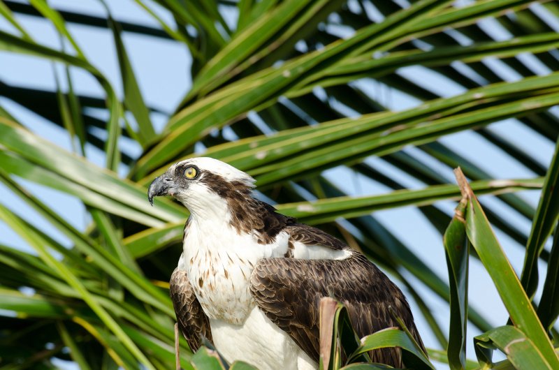 Captiva041813-6237.jpg - View from Lands End room 1640 of Osprey flying between nest, palm trees, and Gulf