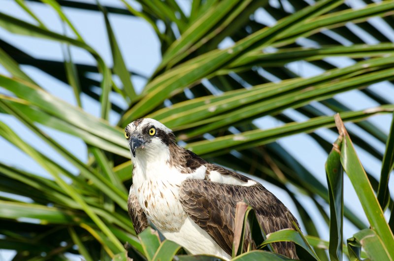 Captiva041813-6240.jpg - View from Lands End room 1640 of Osprey flying between nest, palm trees, and Gulf