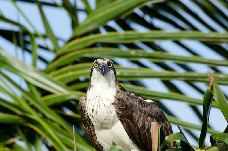 Captiva041813-6248.jpg - View from Lands End room 1640 of Osprey flying between nest, palm trees, and Gulf