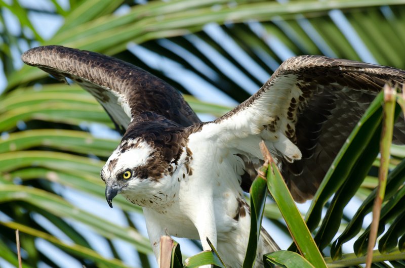 Captiva041813-6261.jpg - View from Lands End room 1640 of Osprey flying between nest, palm trees, and Gulf