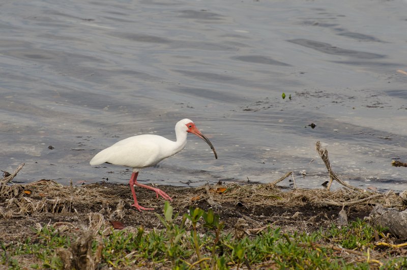 Captiva041813-6278.jpg - Bike ride through Ding Darling