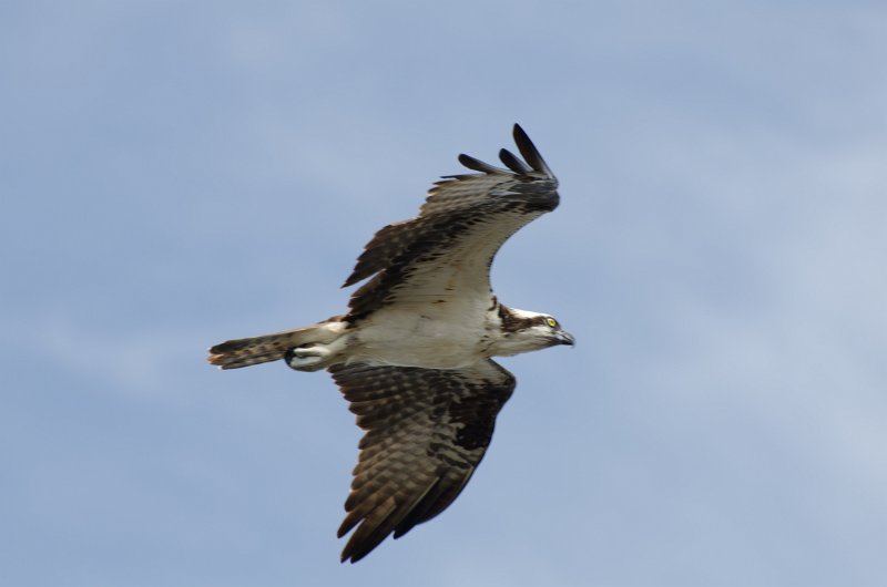 Captiva041813-6292.jpg - Bike ride through Ding Darling