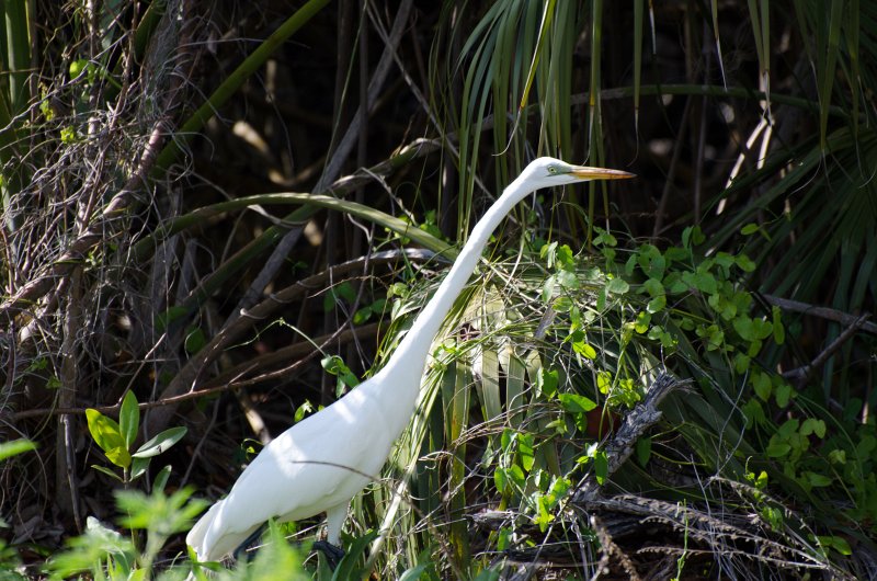 Captiva041813-6328.jpg - Bike ride through Ding Darling
