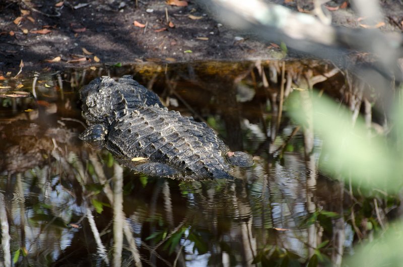 Captiva041813-6342.jpg - Bike ride through Ding Darling