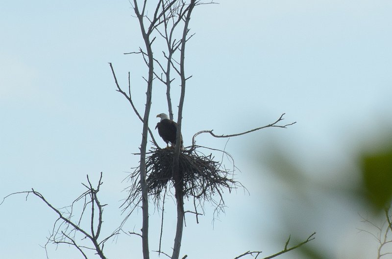 Captiva041813-6362.jpg - Bike ride through Ding Darling