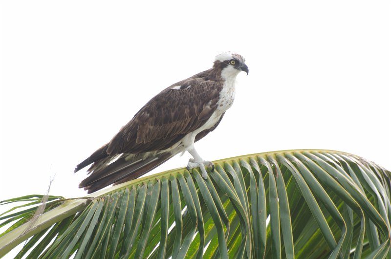 Captiva041813-6370.jpg - View from Lands End room 1640 of Gulf, 7th Tee, and Osprey playground