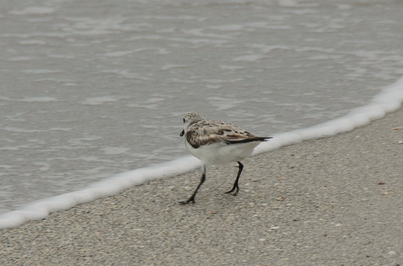 Captiva041813-6396.jpg - Captiva beach next to Mucky Duck