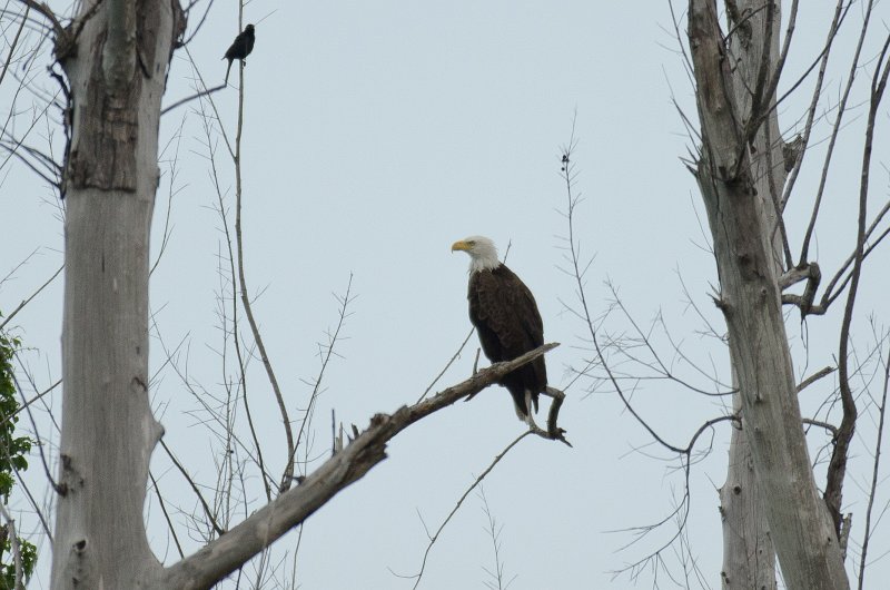 Captiva041813-6484.jpg - Eagle, near nest, viewed from Gulf Pines Dr, Sanibel