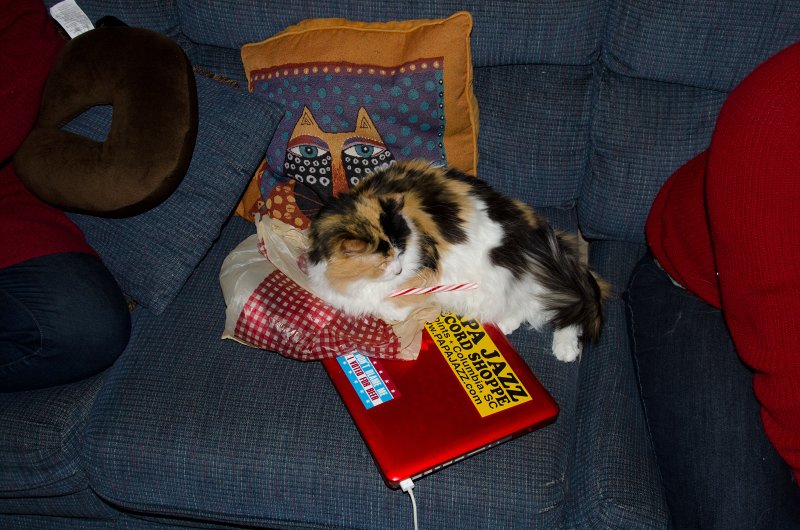 Christmas2013-9717.jpg - Decorating the Christmas Tree