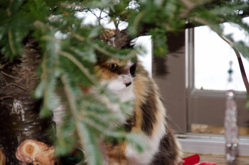 Christmas2013-9721.jpg - Decorating the Christmas Tree