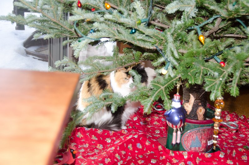 Christmas2013-9731.jpg - Decorating the Christmas Tree