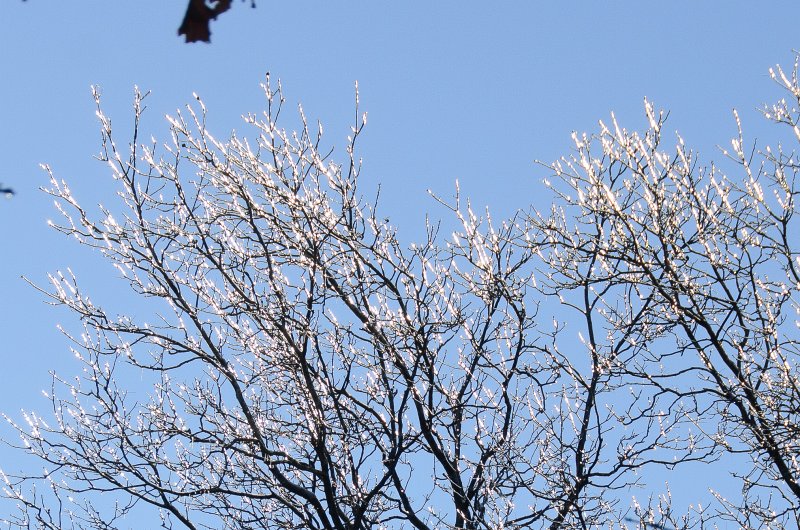 ChristmasEve122413-9852.jpg - Beautiful snow and ice pictures around Mom and Dad's house on Crhistmas Eve