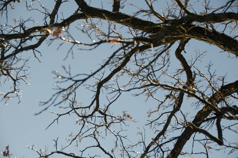 ChristmasEve122413-9857.jpg - Beautiful snow and ice pictures around Mom and Dad's house on Crhistmas Eve