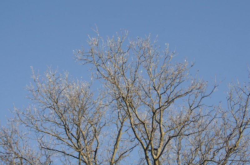 ChristmasEve122413-9867.jpg - Beautiful snow and ice pictures around Mom and Dad's house on Crhistmas Eve