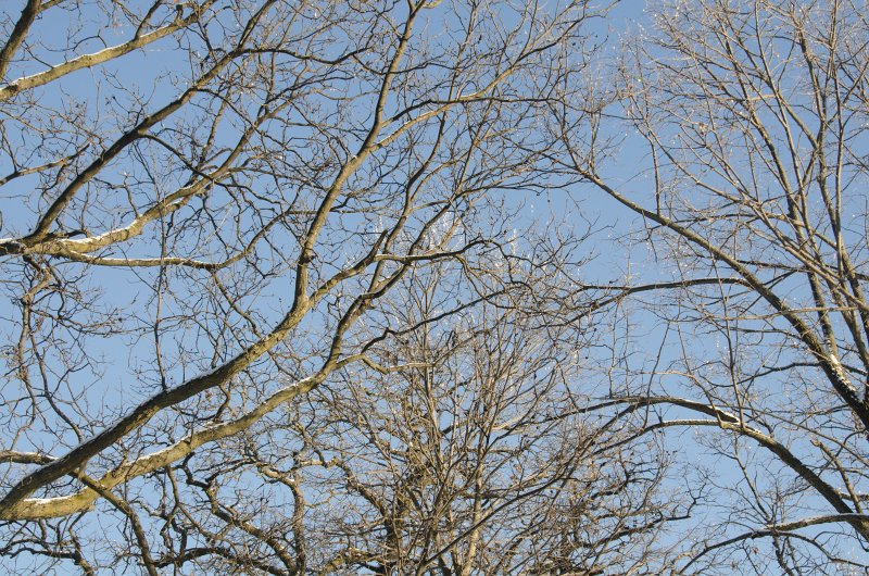 ChristmasEve122413-9868.jpg - Beautiful snow and ice pictures around Mom and Dad's house on Crhistmas Eve