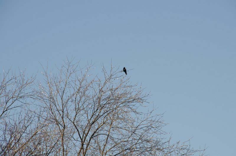 ChristmasEve122413-9873.jpg - Beautiful snow and ice pictures around Mom and Dad's house on Crhistmas Eve