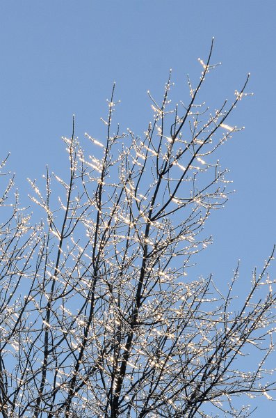 ChristmasEve122413-9877.jpg - Beautiful snow and ice pictures around Mom and Dad's house on Crhistmas Eve