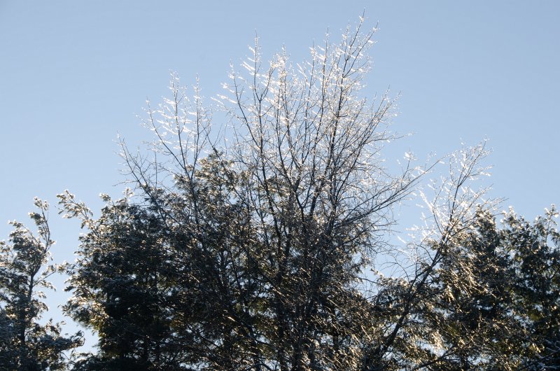 ChristmasEve122413-9879.jpg - Beautiful snow and ice pictures around Mom and Dad's house on Crhistmas Eve