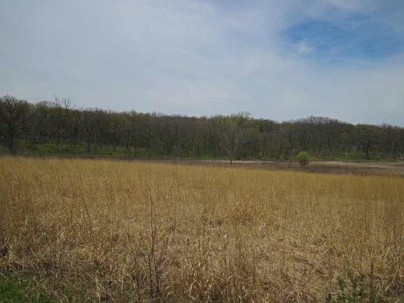 Danada050413-5111.jpg - Prairie. Bike Danada Forest Preserve around Herrick Lake