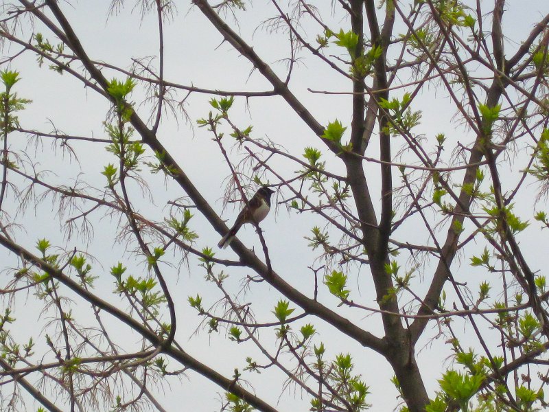 Danada050413-5119.jpg - What kind of bird? Bike Danada Forest Preserve around Herrick Lake