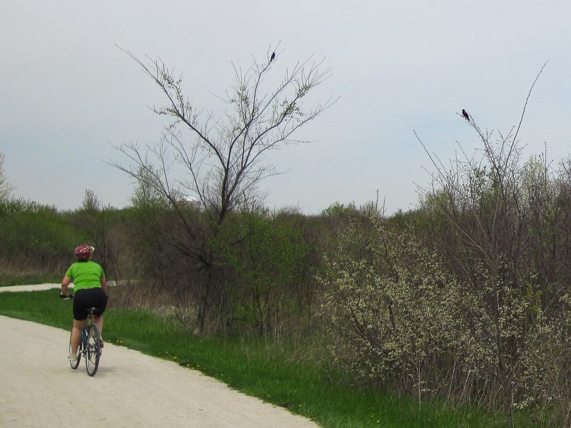 Danada050413-5132.jpg - Redwing Blackbirds. Bike Danada Forest Preserve around Herrick Lake