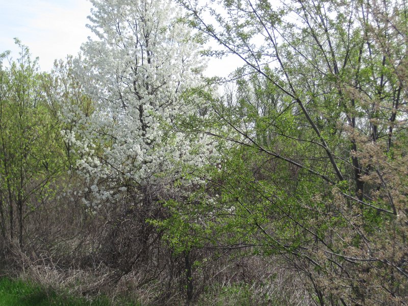 Danada050513-5165.jpg - Early morning bike at Danada