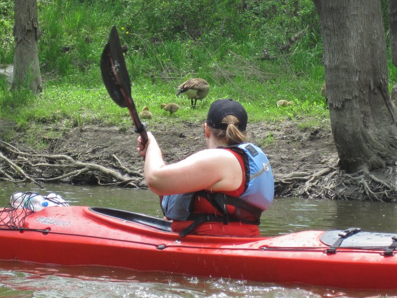 DesPlainesRiverKayak051913-5239.jpg - Liz watching a geese family.  Des Plaines River Kayak