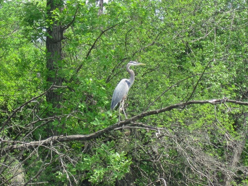 DesPlainesRiverKayak051913-5259.jpg - Great Blue Heron. South of Dundee Road. Des Plaines River Kayak