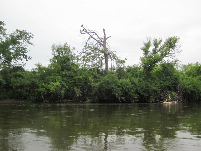 FoxRiverKayak061513-5354.jpg - Buzzards over the Fox River. Kayak Fox River Yorkville to Millington