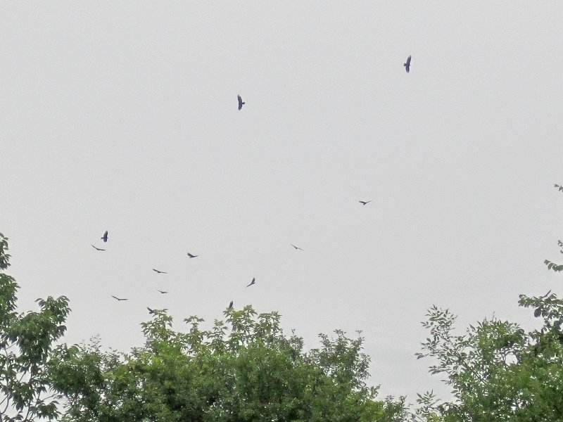 FoxRiverKayak061513-5357.jpg - Buzzards over the Fox River. Kayak Fox River Yorkville to Millington