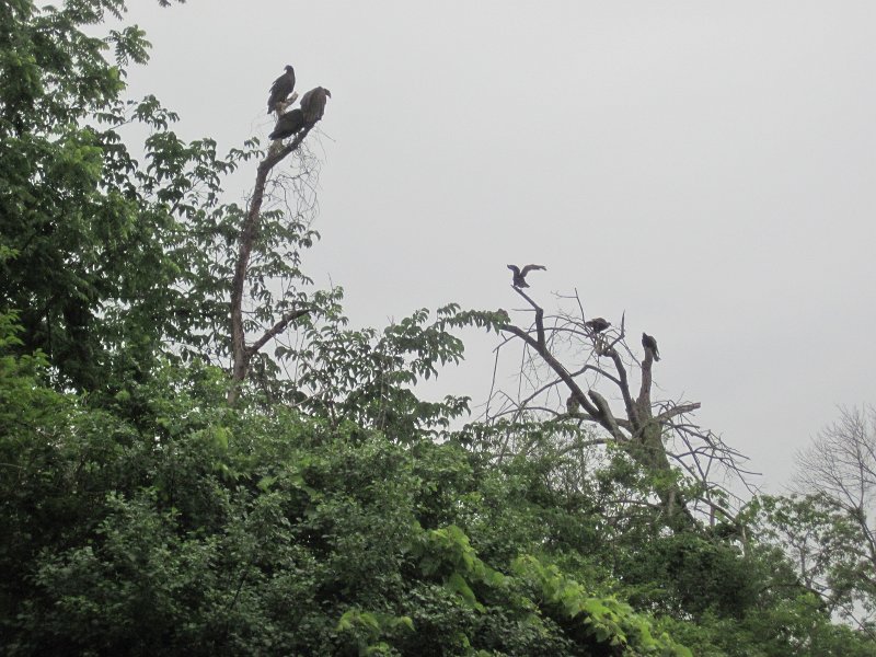 FoxRiverKayak061513-5356.jpg - Buzzards over the Fox River. Kayak Fox River Yorkville to Millington
