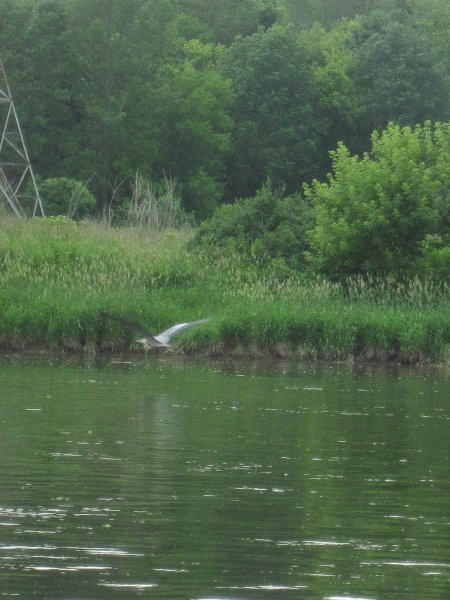 FoxRiverKayak061513-5381.jpg - Great Blue Heron. Kayak Fox River Yorkville to Millington