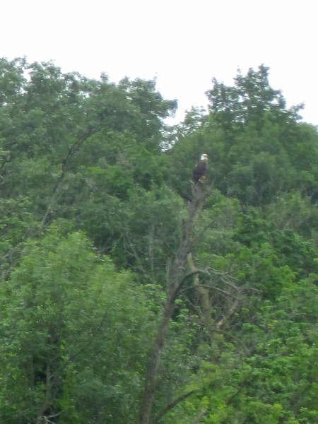 FoxRiverKayak061513-5388.jpg - Bald Eagle. Kayak Fox River Yorkville to Millington