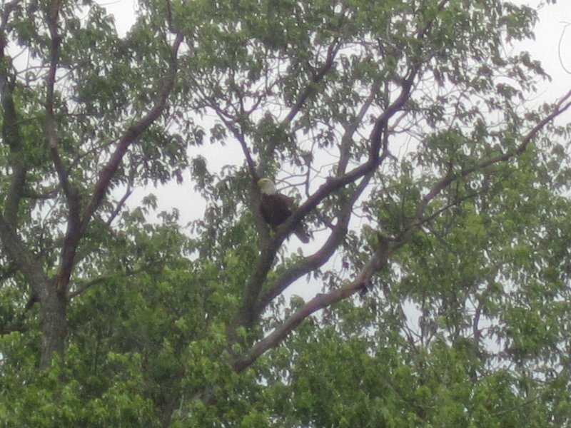 FoxRiverKayak061513-5390.jpg - Bald Eagle. Kayak Fox River Yorkville to Millington