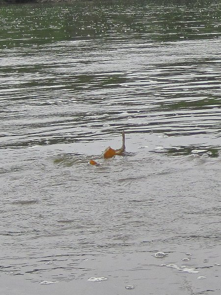 FoxRiverKayakRace060213-5322.jpg - Carp swiming near the surface. Mid-American Canoe & Kayak Race paddling from St Charles to Aurora
