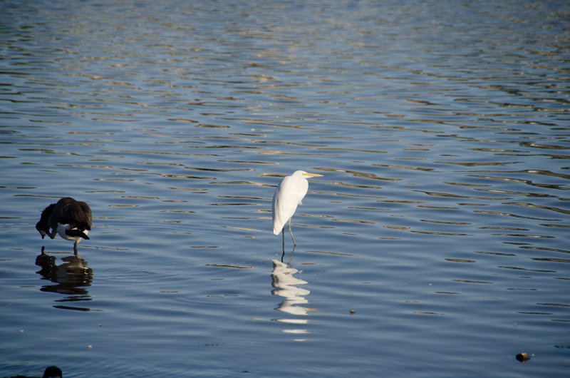 GrandmaBirthday092913-8635.jpg - Great Egret in Fox River near Salernos