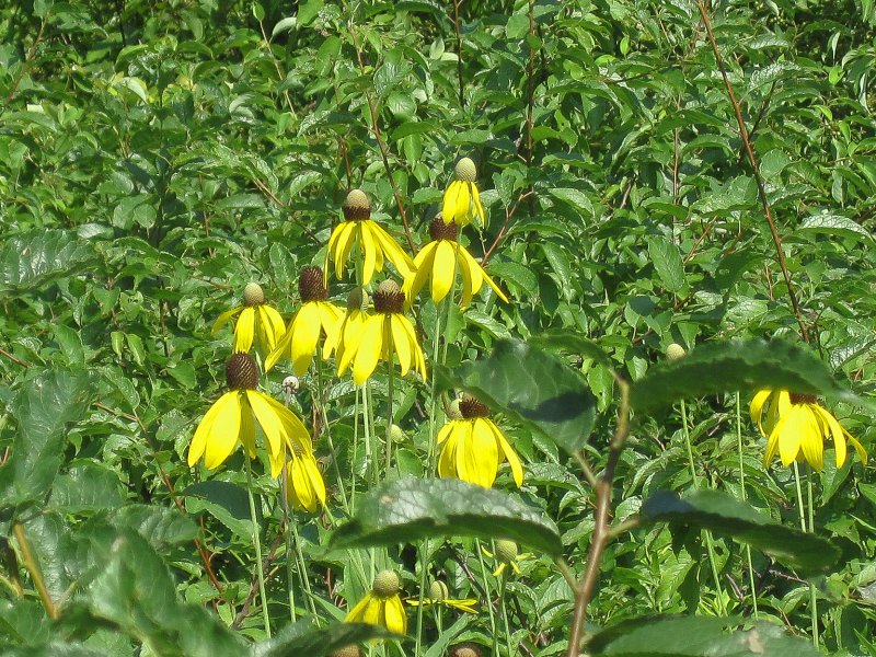 Danada072113-5614.jpg - Prairie flowers at mile marker 7