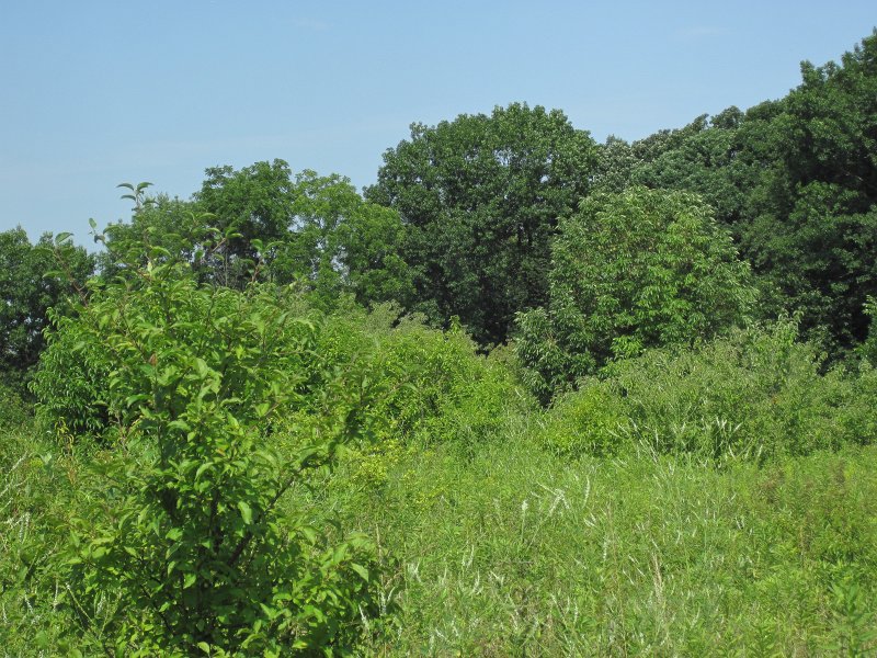 Danada072113-5616.jpg - Prairie meets tree stand area near mile marker 7