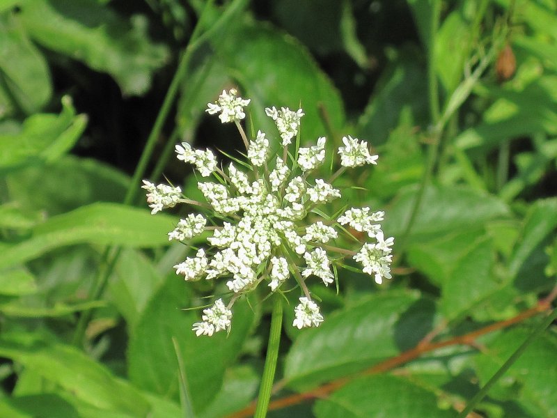 Danada072113-5619.jpg - Prairie flowers at mile marker 7