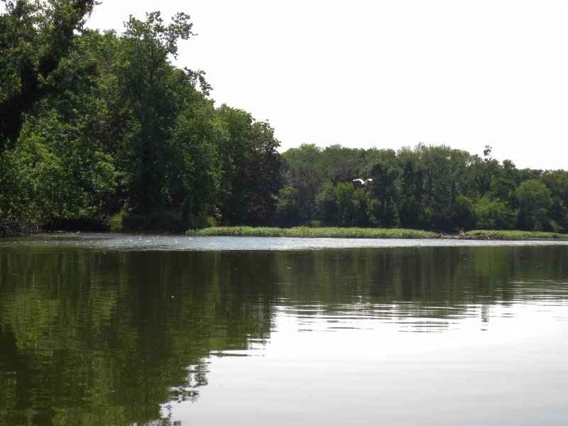FoxRiverYorkvilleSilver072013-5587.jpg - Great Egret. Flying over an upcoming shallow section of the river