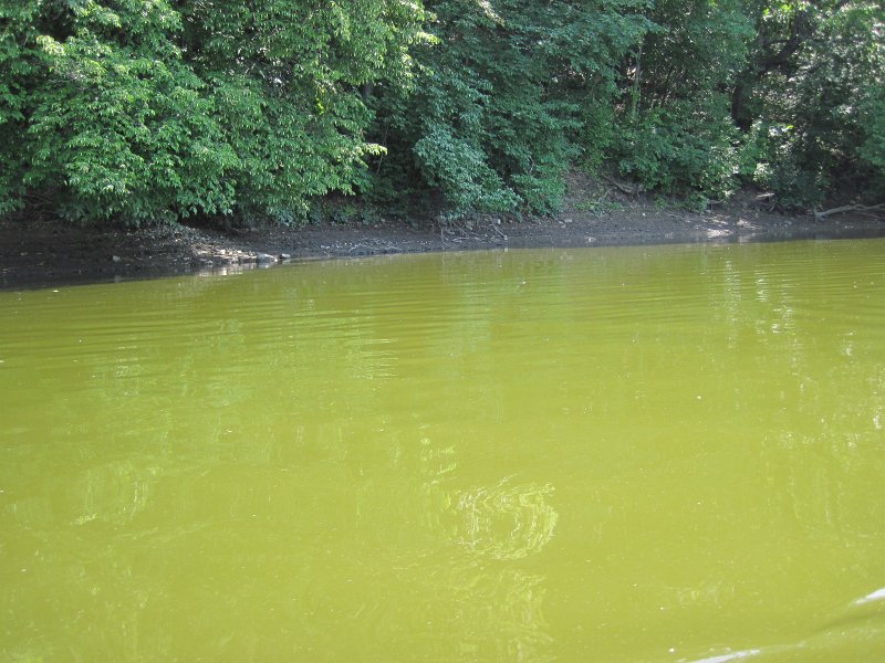 FoxRiverYorkvilleSilver072013-5591.jpg - Dragon flies along the Fox River water surface
