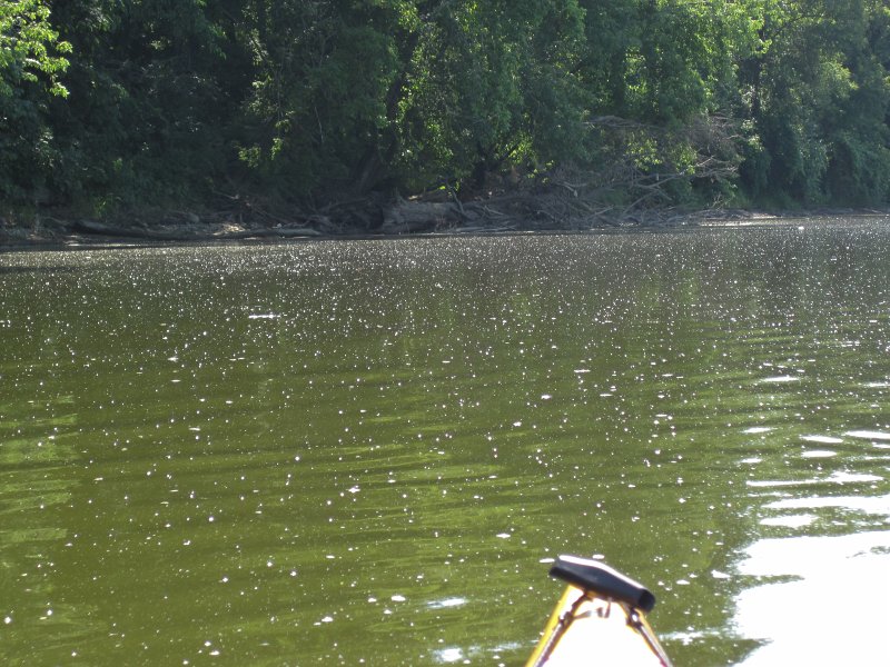 FoxRiverYorkvilleSilver072013-5599.jpg - The fox River surface is covered with a layer of cottonwood seeds.