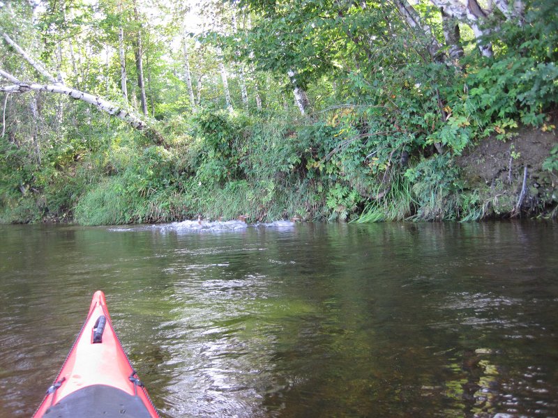 Maine090113-6081.jpg - Ducks flying away