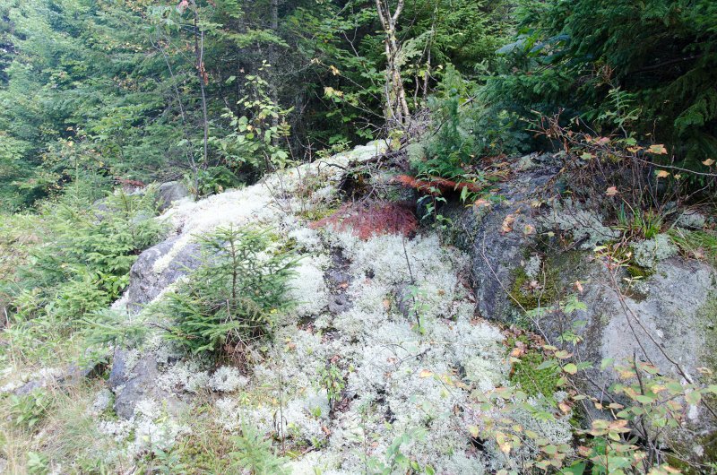 Maine090113-8263.jpg - Lichen and other pretty vegetation seen while walking south along Three Mile Trail to Barker Mountain, Sunday River