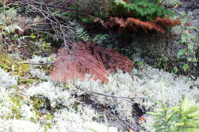 Maine090113-8269.jpg - Lichen and other pretty vegetation seen while walking south along Three Mile Trail to Barker Mountain, Sunday River