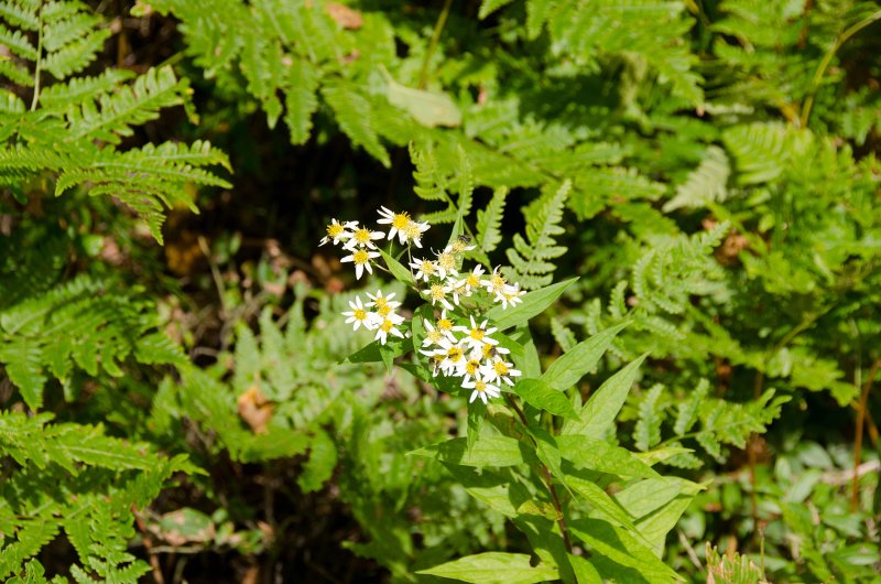 Maine090113-8271.jpg - Wildflowers seen while walking south along Three Mile Trail to Barker Mountain, Sunday River